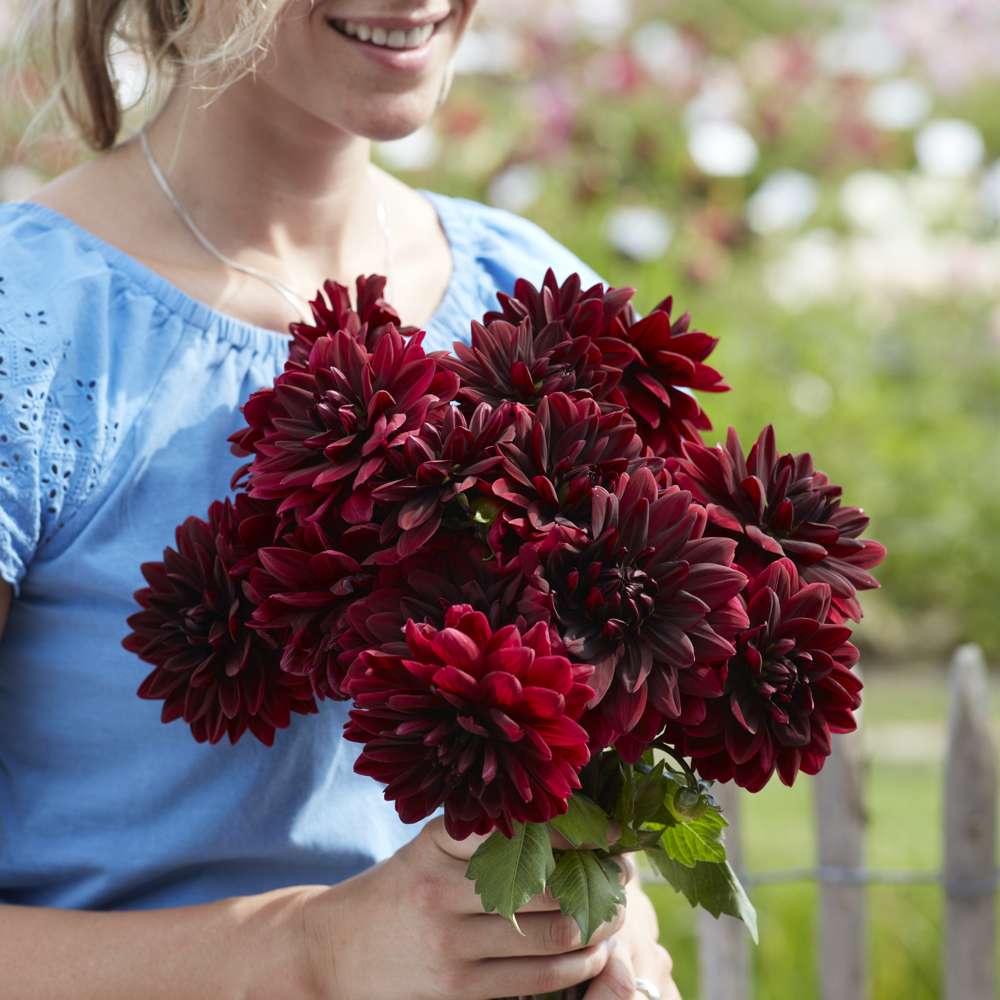 Dahlia 'Sam Hopkins'